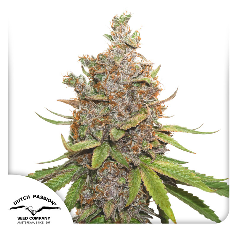 Auto Glueberry O.G. Seeds
