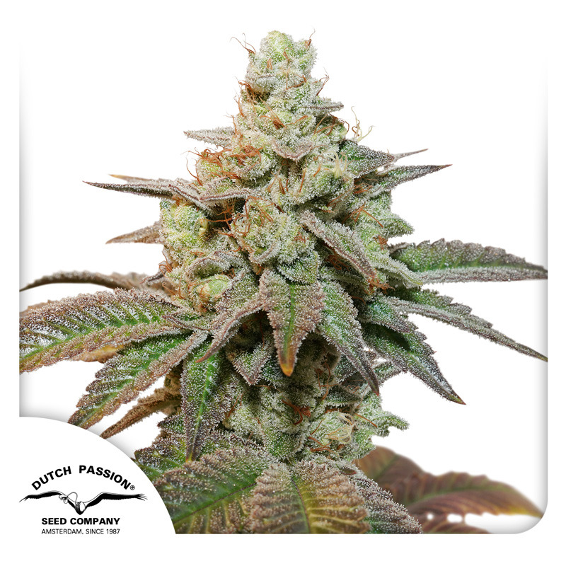 Auto Kerosene Krash Seeds