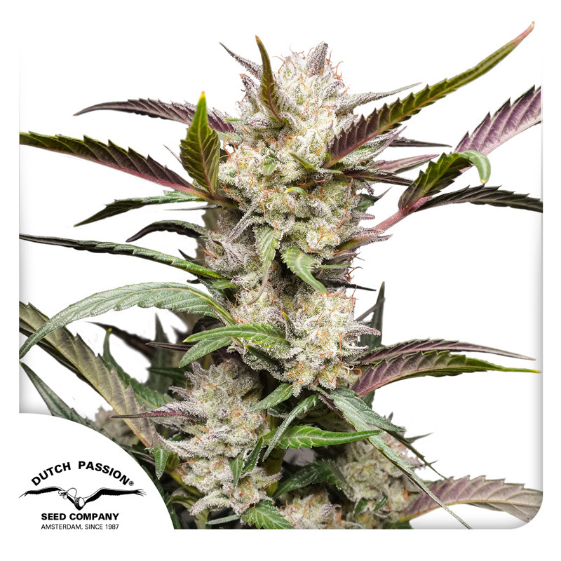 Auto Mimosa Punch Seeds