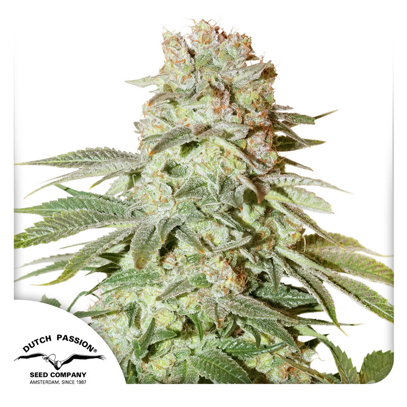 Auto Power Plant Seeds