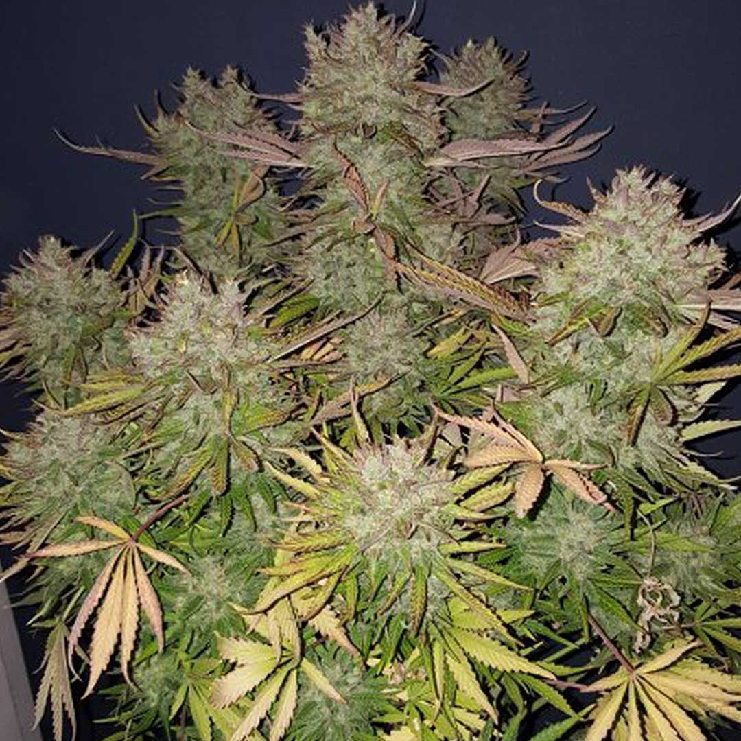 Dutch Passion — Think Different Auto Review photo 1