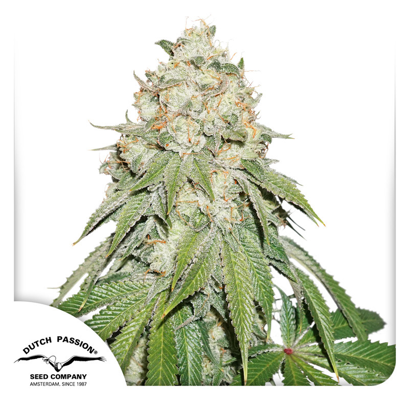 Gorilla Mint Feminized Marijuana Seeds | Crop King Seeds