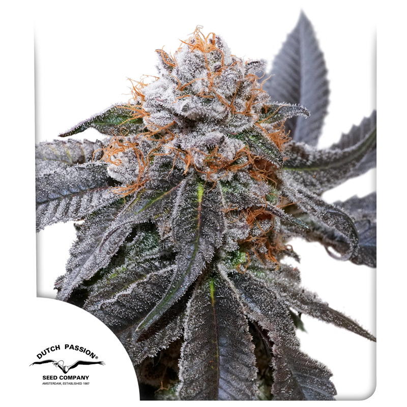 Guava Kush Autoflower Marijuana Seeds | Crop King Seeds