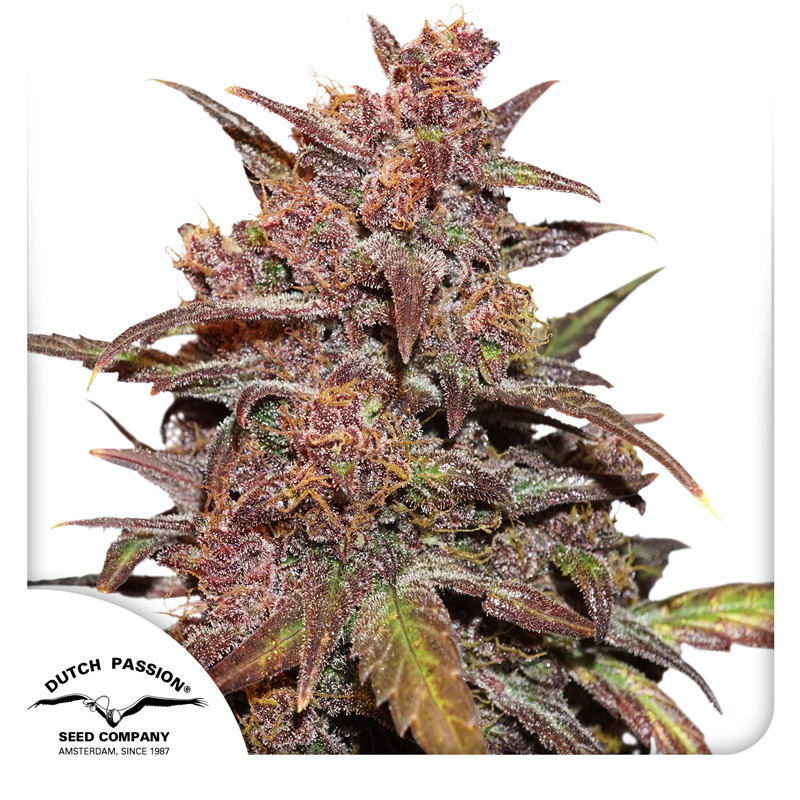 CBD Auto Blackberry Kush Seeds