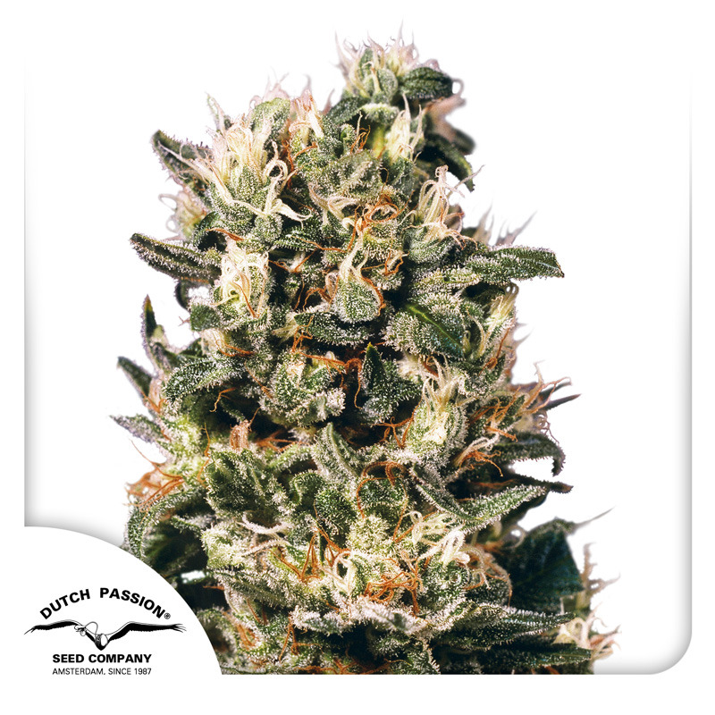 Euforia Seeds