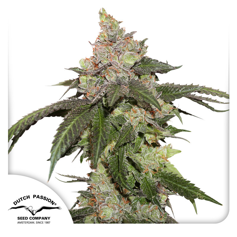 Dutch Dragon Autoflower Seeds – Energetic Tropical Citrus | 20% THC