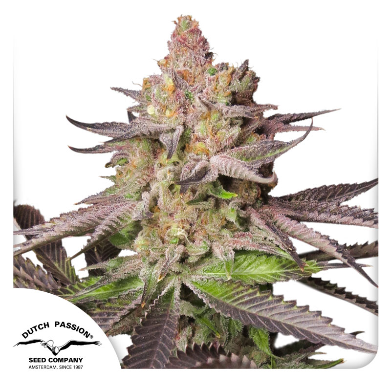 Chocolate Pudding Strain Feminized Fast Version Marijuana Seeds | Crop King Seeds