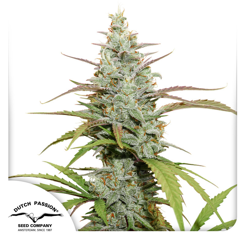 Flower Bomb Kush Feminized Marijuana Seeds | Crop King Seeds