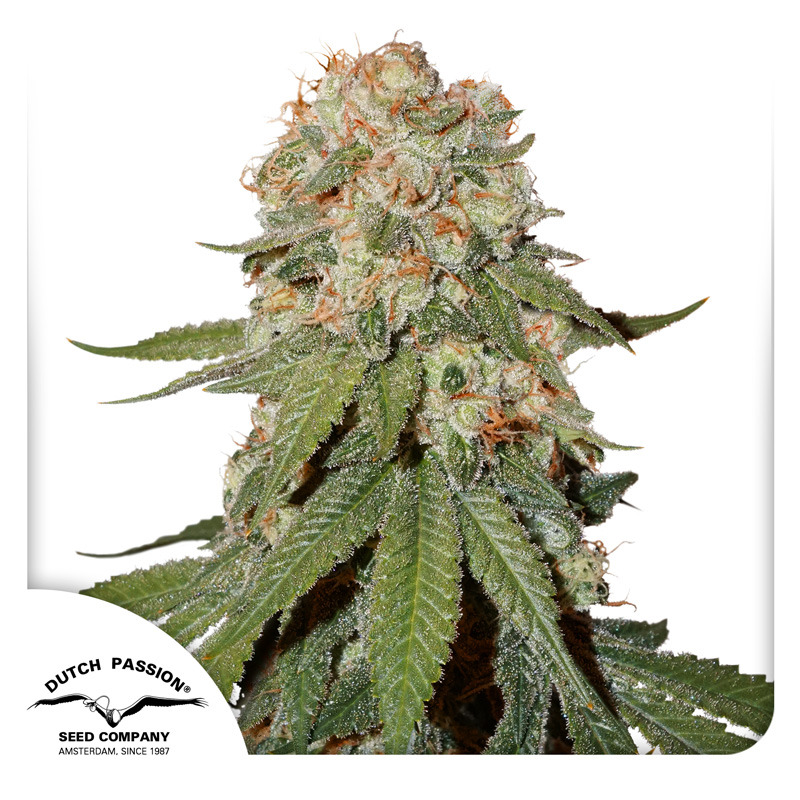 Orange Bud Seeds