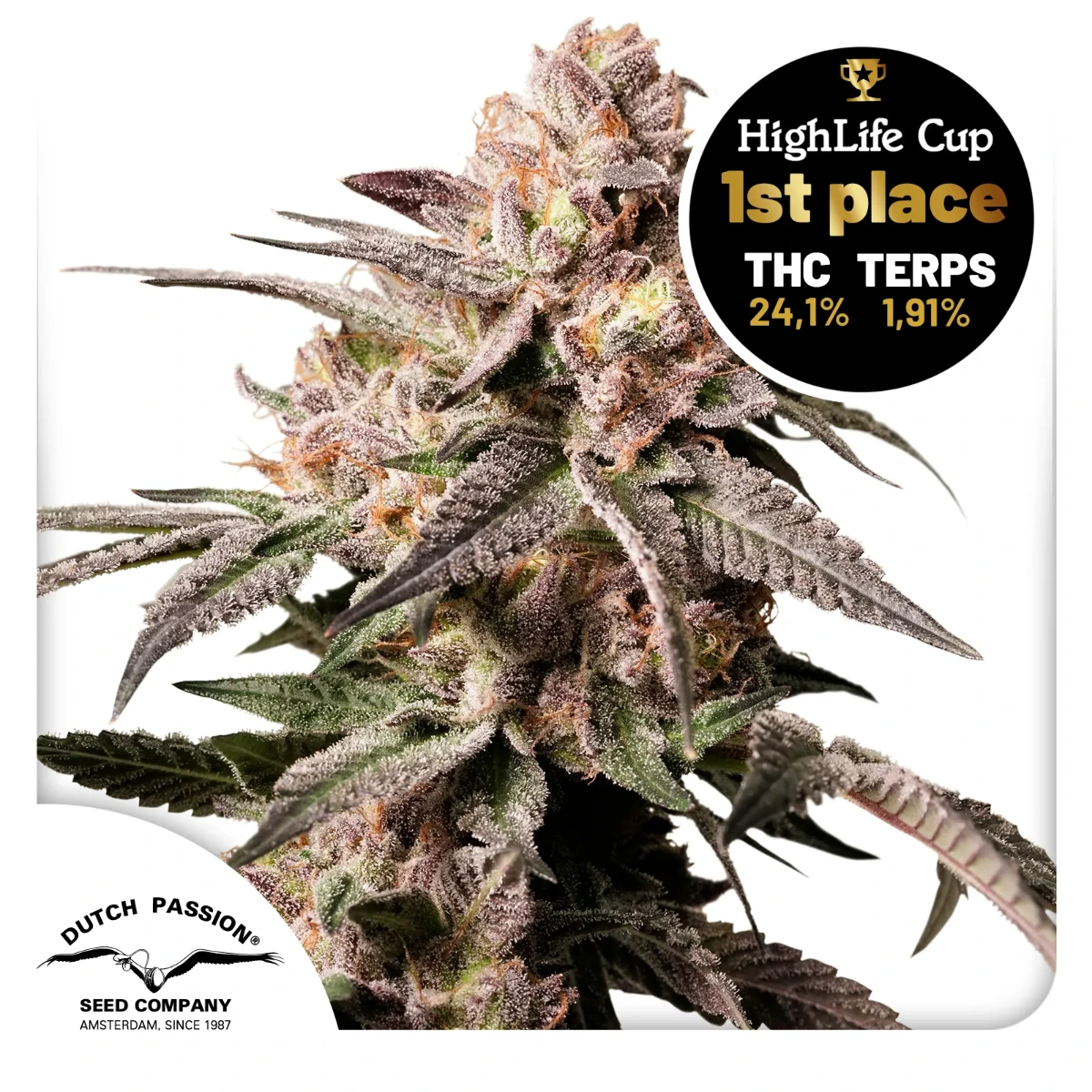 Candy Cane Autoflower Seeds – 17% THC, 7‑Week Harvest