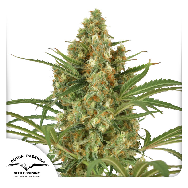 Kali Girl Autoflower Seeds – 15–26% THC, 10–12 Weeks
