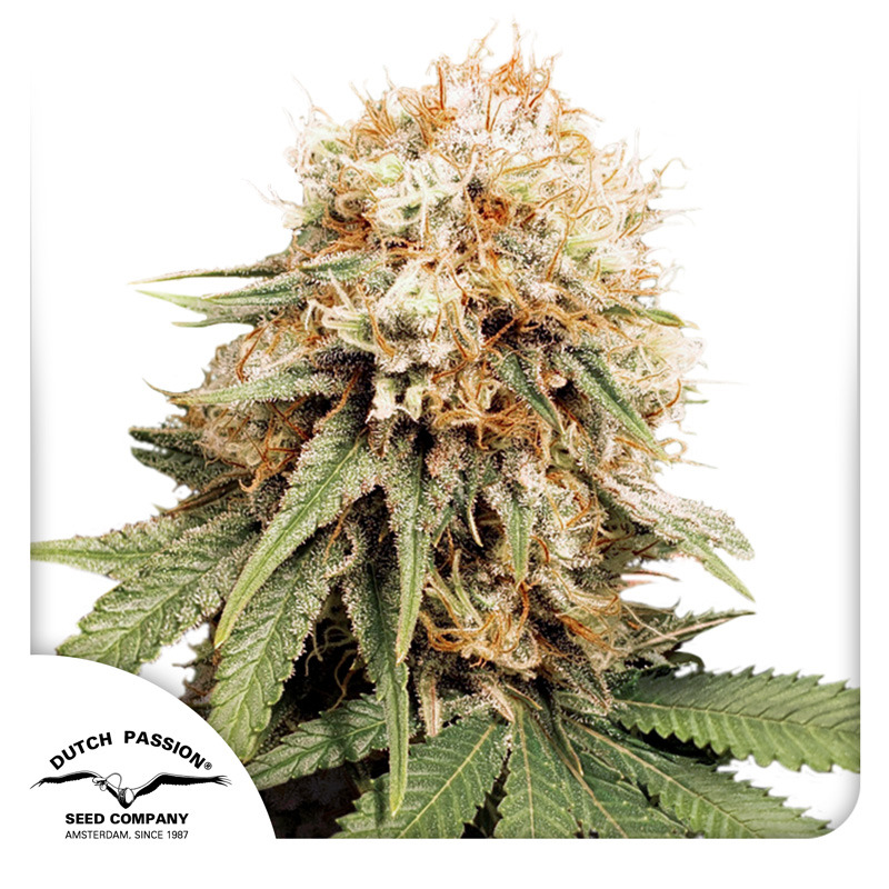 White Widow Seeds