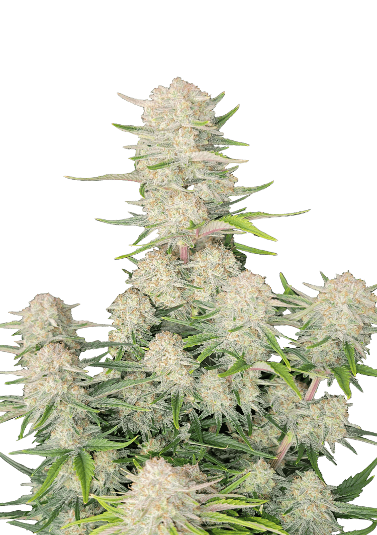 Apricot Auto Seeds