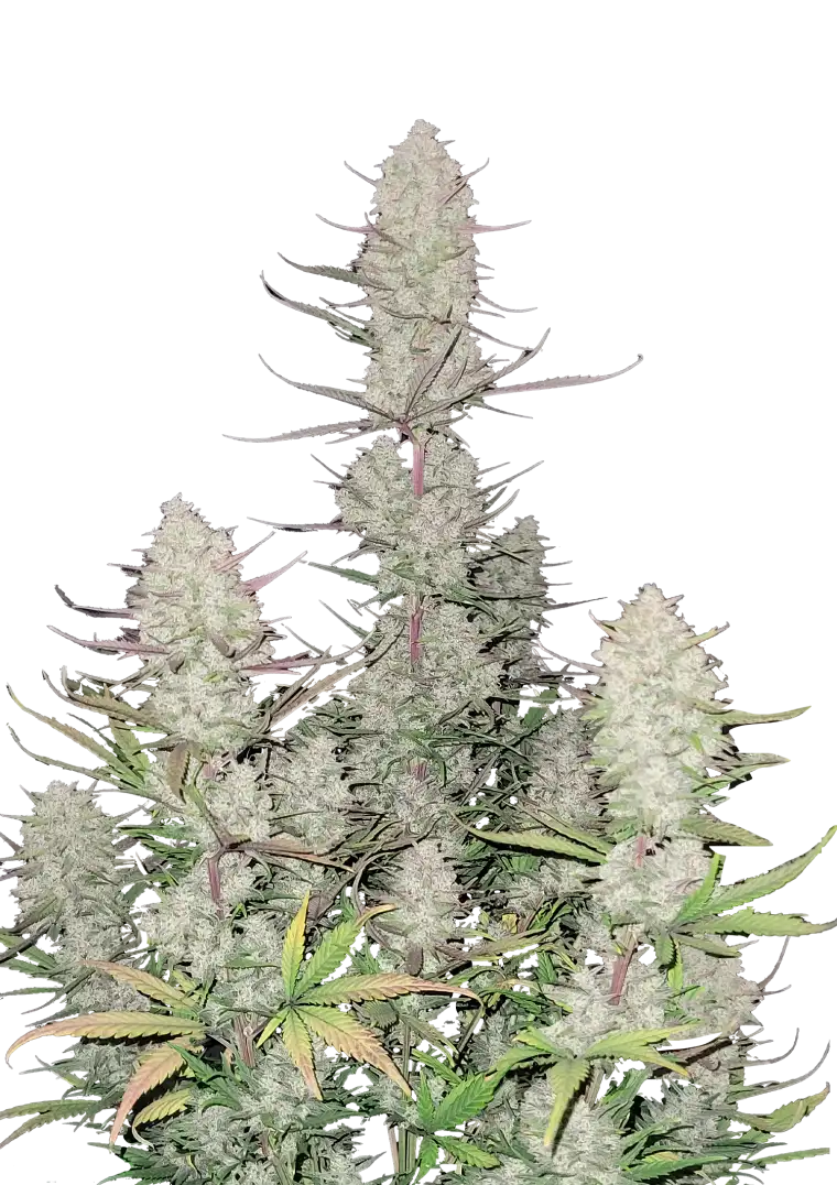 Banana Guava Auto Seeds