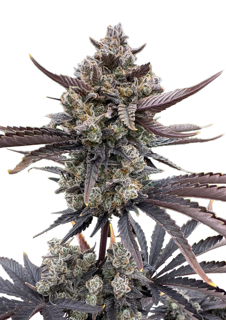 Banana Purple Punch Auto RF3 Seeds