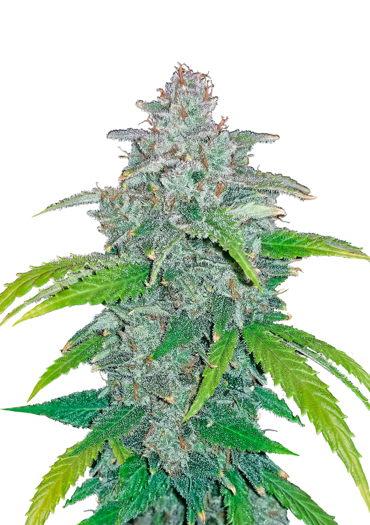 Blue Dream Auto Seeds Seeds