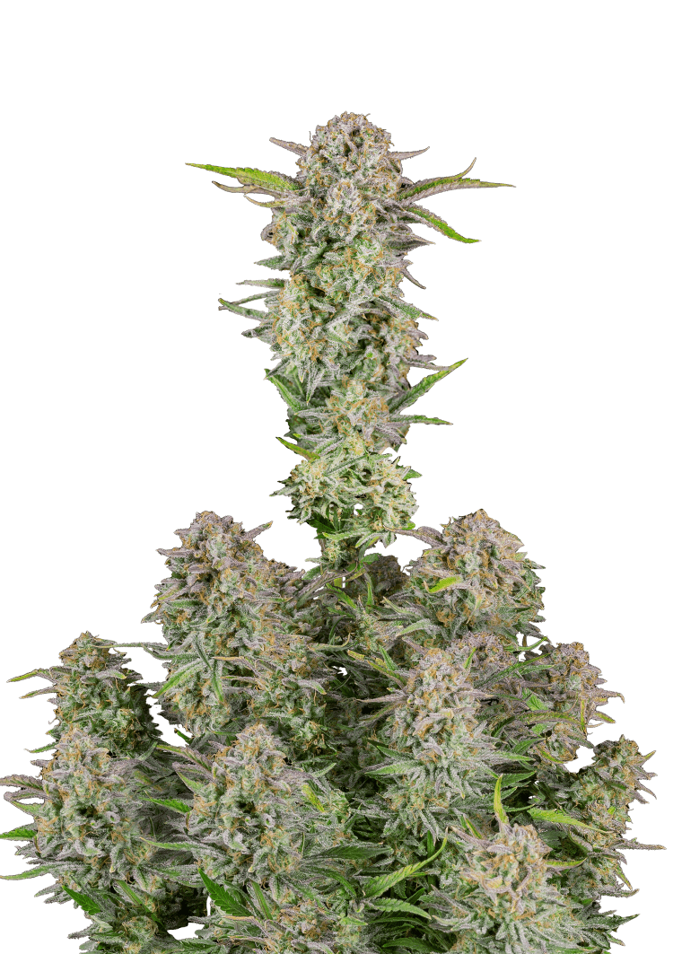 Bruce Banner Auto Seeds Seeds