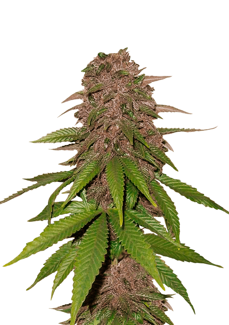 C4 Auto Seeds