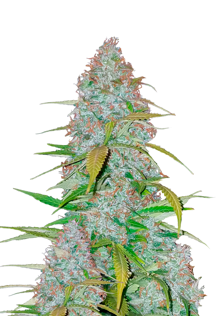 Californian Snow Auto Seeds