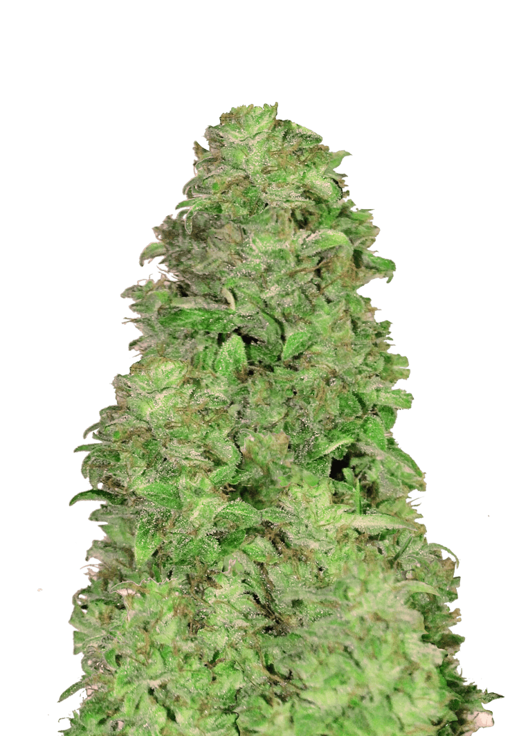 CBD Auto 20:1 Seeds