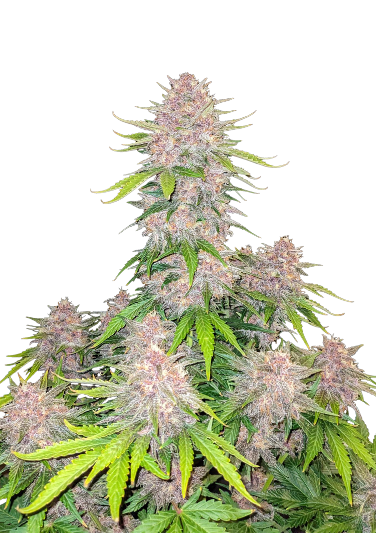 Cherry Cola Auto Seeds