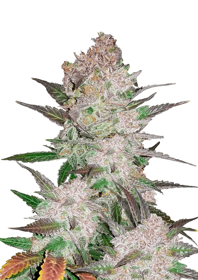 Cream Cookies Auto Seeds
