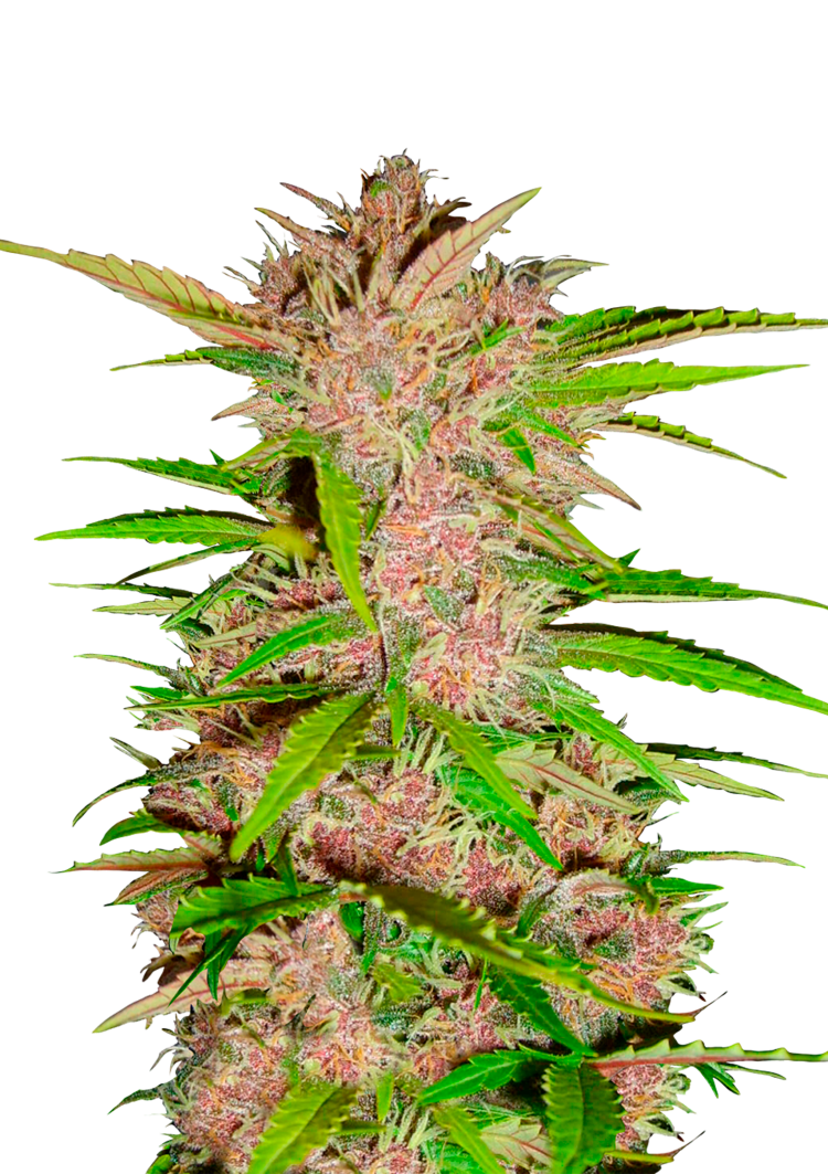 Fastberry Auto Seeds