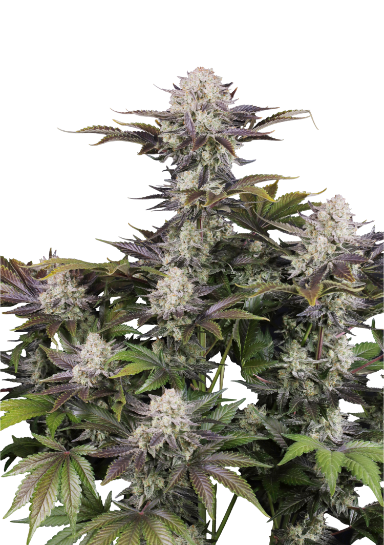 Frostbanger Auto Seeds