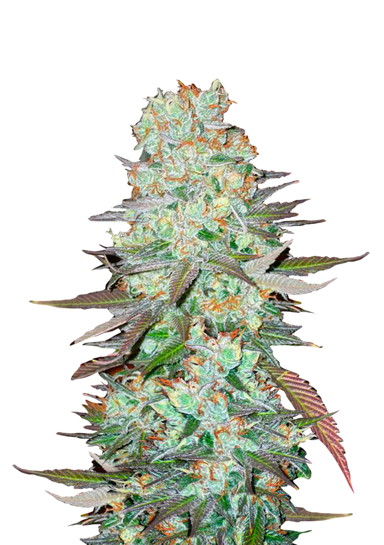 G14 Auto Seeds