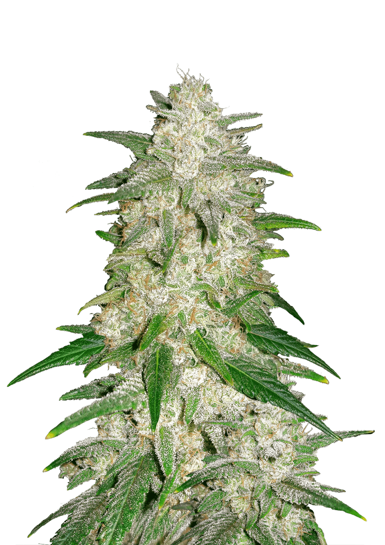 Gelato Auto Seeds