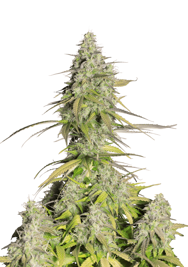 Girl Scout Cookies Auto Seeds
