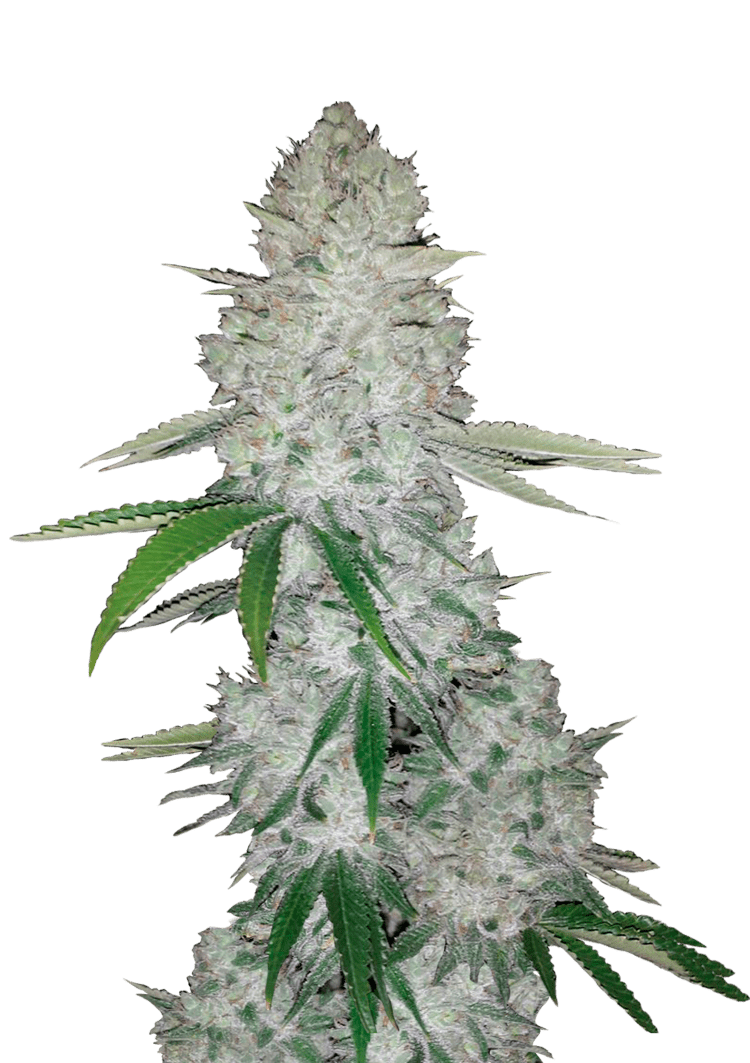 Gorilla Auto Seeds