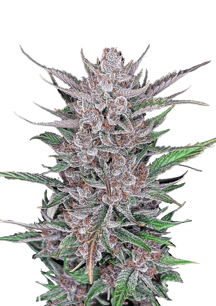 Gorilla Punch Auto Seeds
