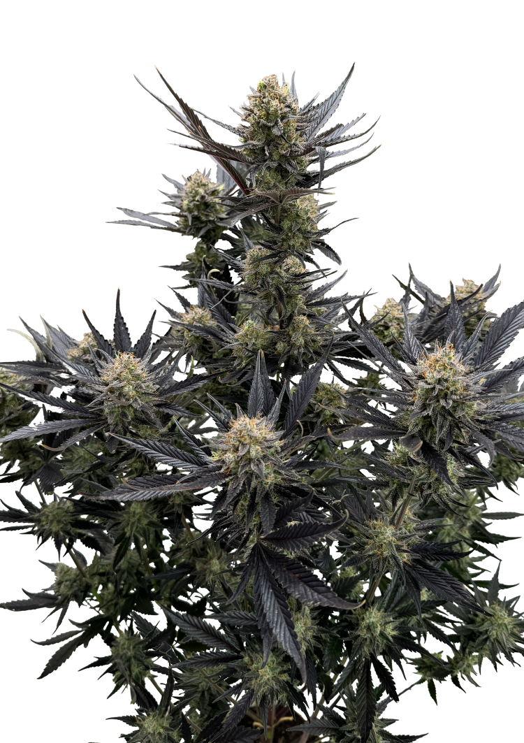Guava Auto RF3 Seeds