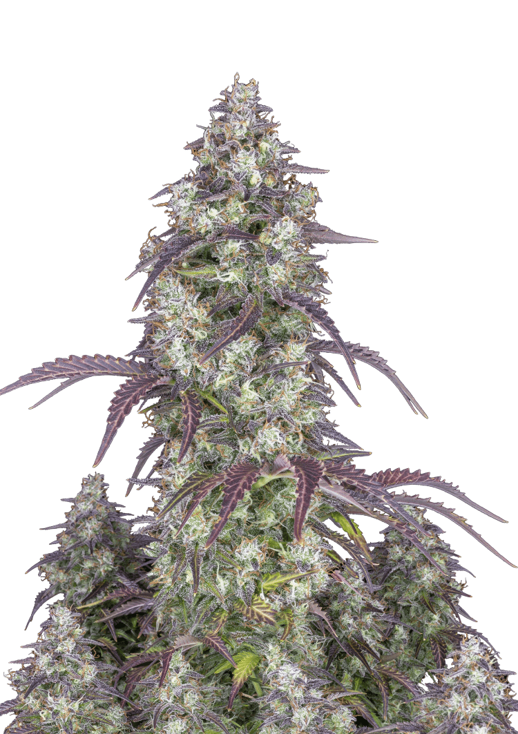 Lemon Pie Auto Seeds