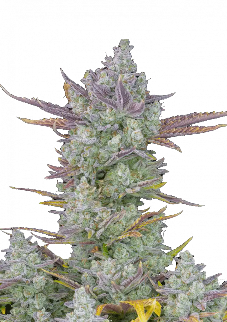 Mendo Frost Auto Seeds