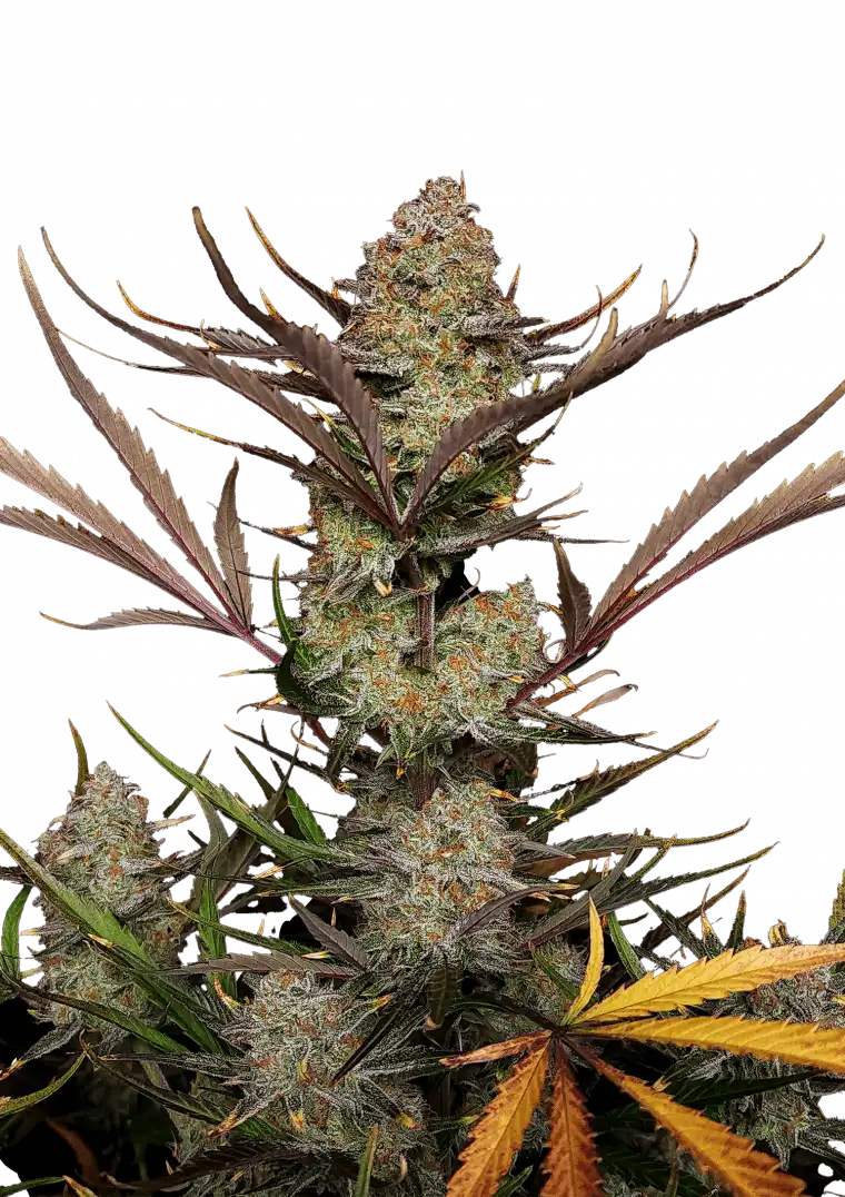 Mendo Guava Auto Seeds