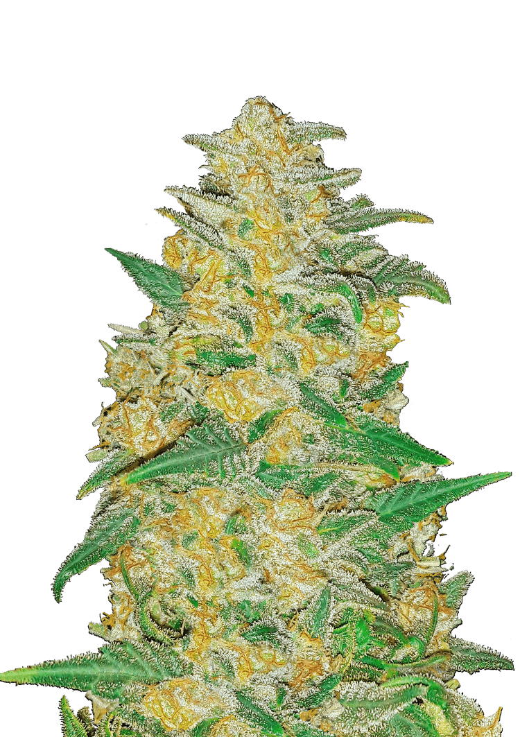 AK Auto Seeds