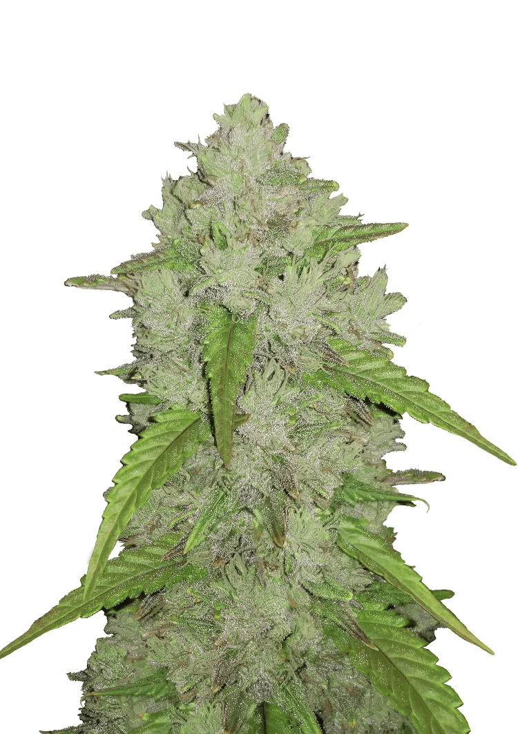 Amnesia Haze Auto Seeds