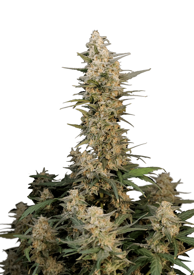 Critical Auto Seeds Seeds