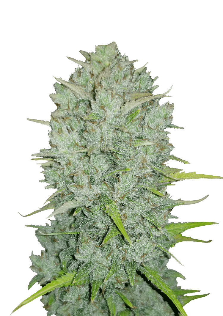 Northern Lights Auto Seeds