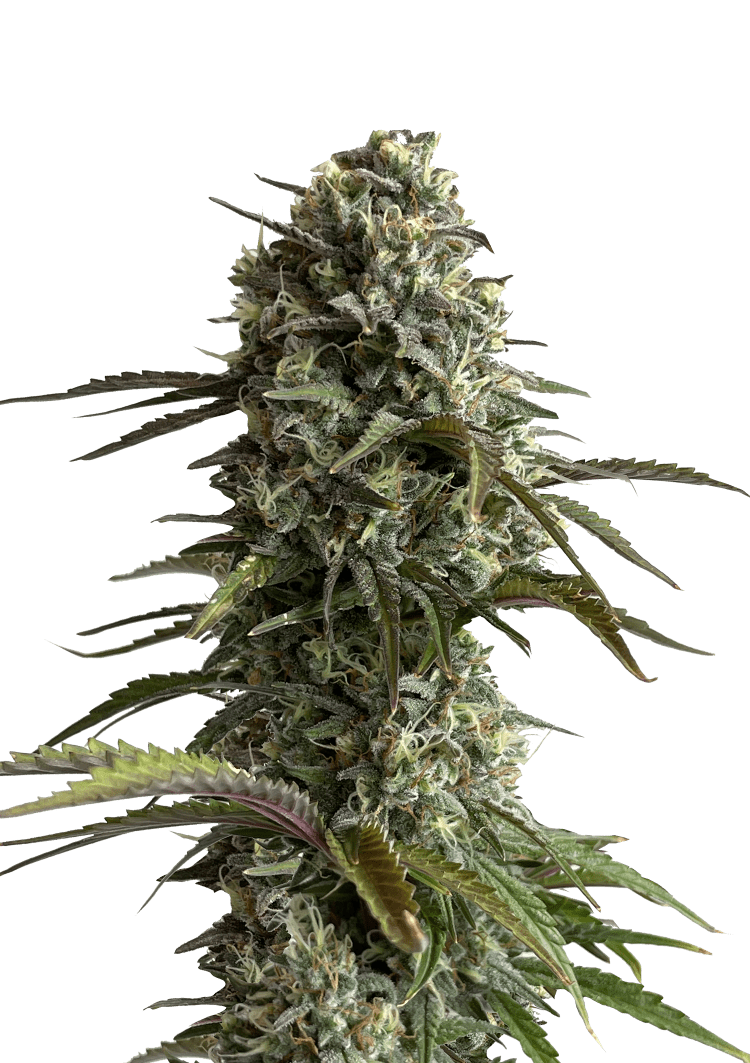 Skunk Auto Seeds
