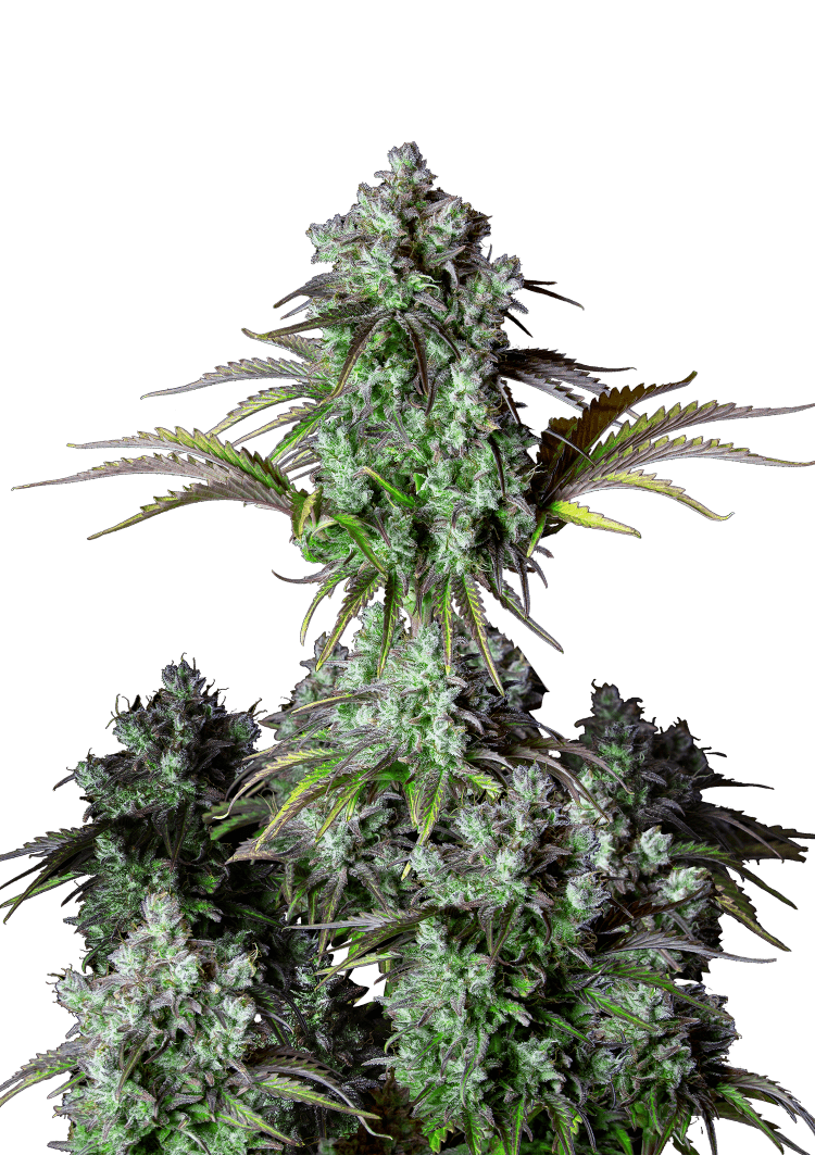 Big Bud Auto Seeds