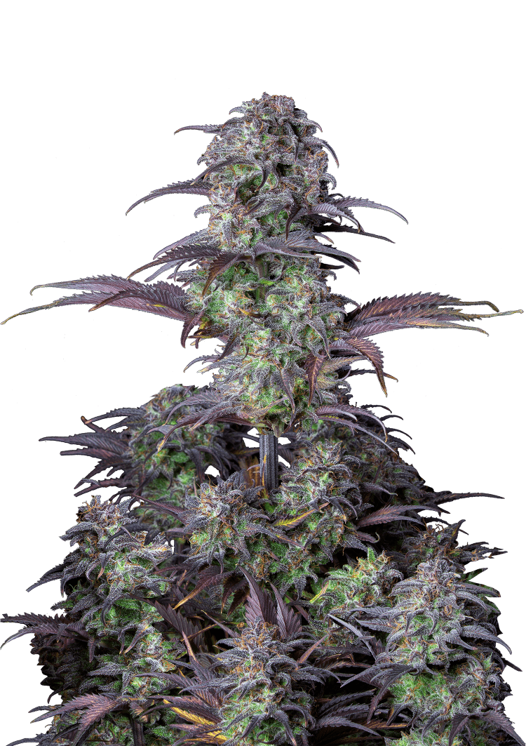 Blueberry Auto Seeds