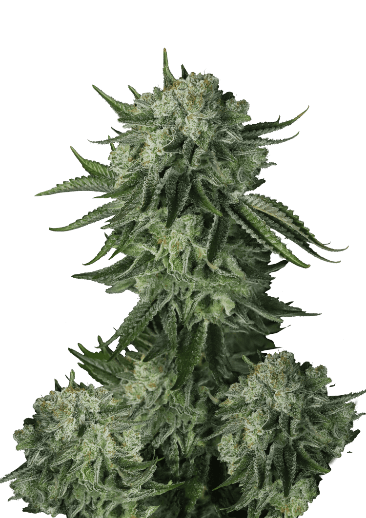 Moby Dick Auto Seeds