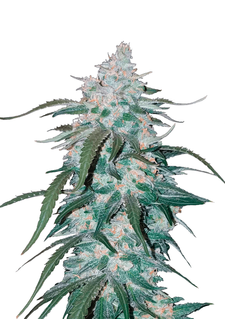 Pineapple Express Auto Seeds