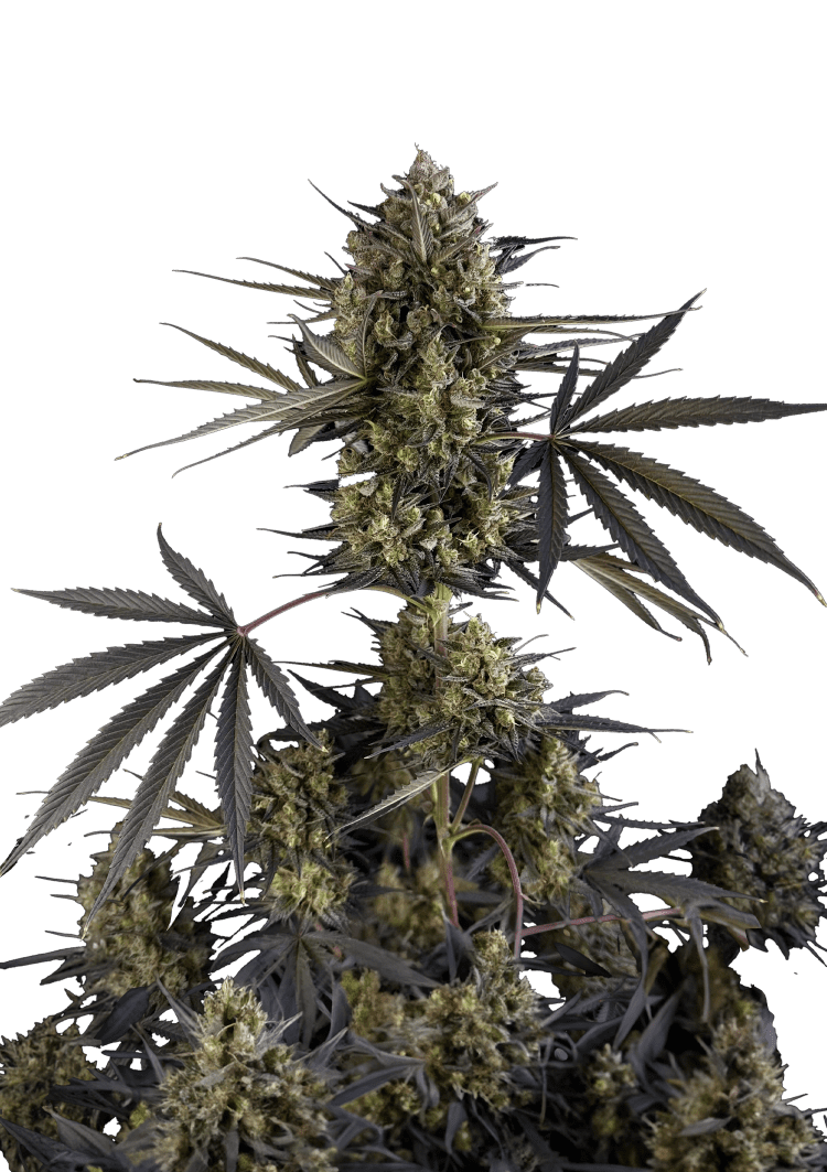 Pound Cake Auto Seeds
