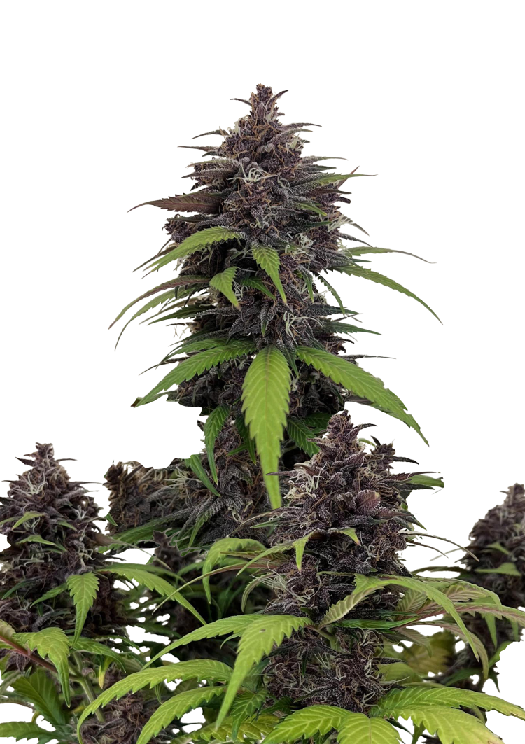 Purple Haze Auto Seeds