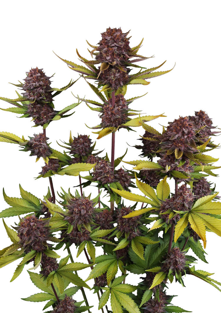Purple Lemonade Auto RF3 Seeds