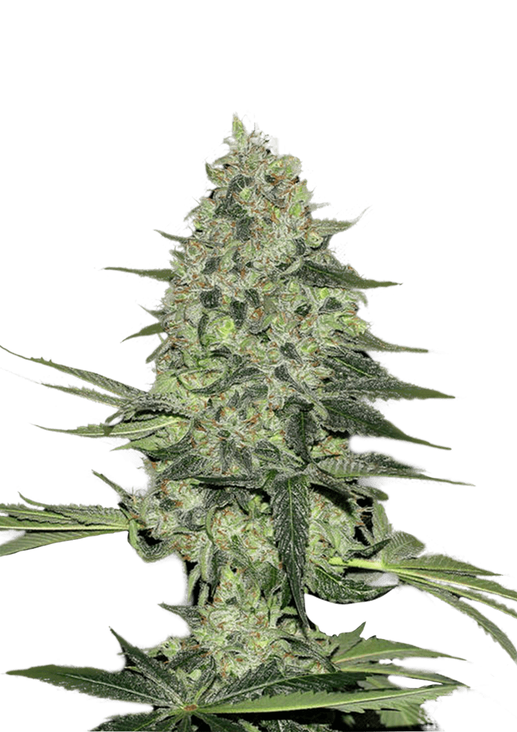 Rhino Ryder Auto Seeds Seeds